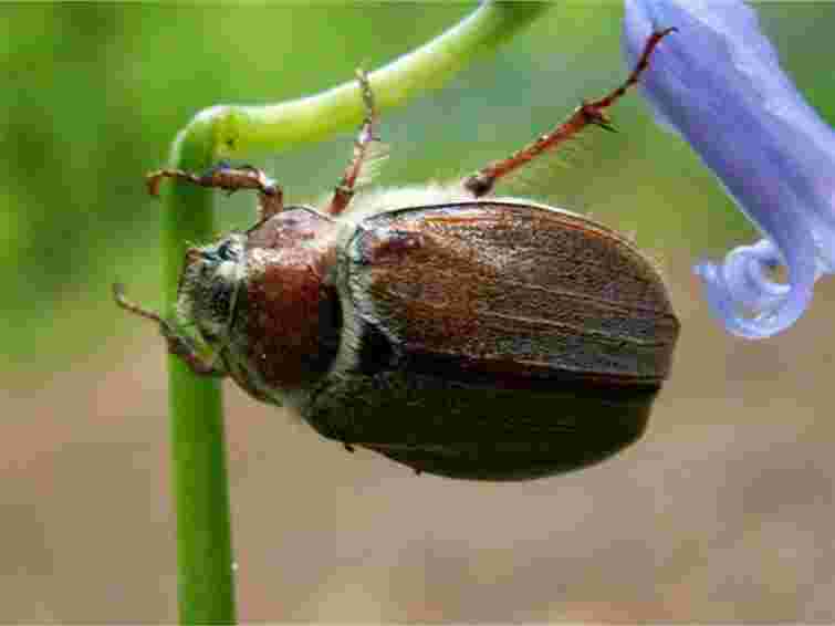 Хрущ атакує городи й сади: як боротися з набридливим шкідником