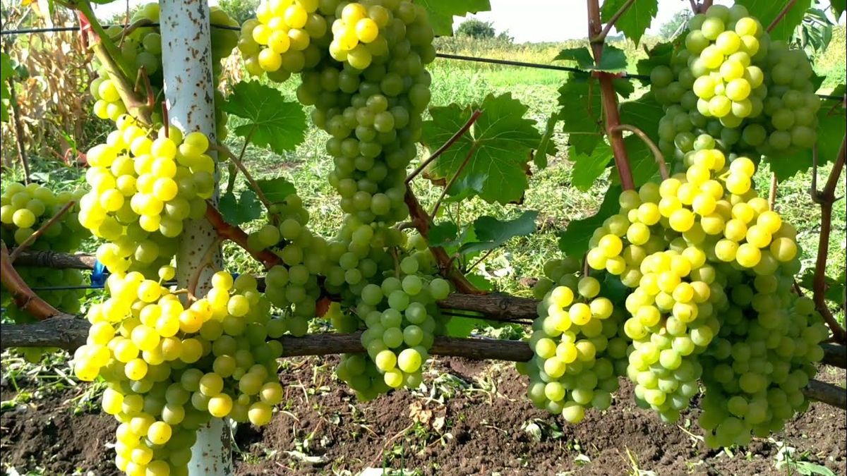 Травнева підгодівля винограду: як посилити ріст і врожайність куща