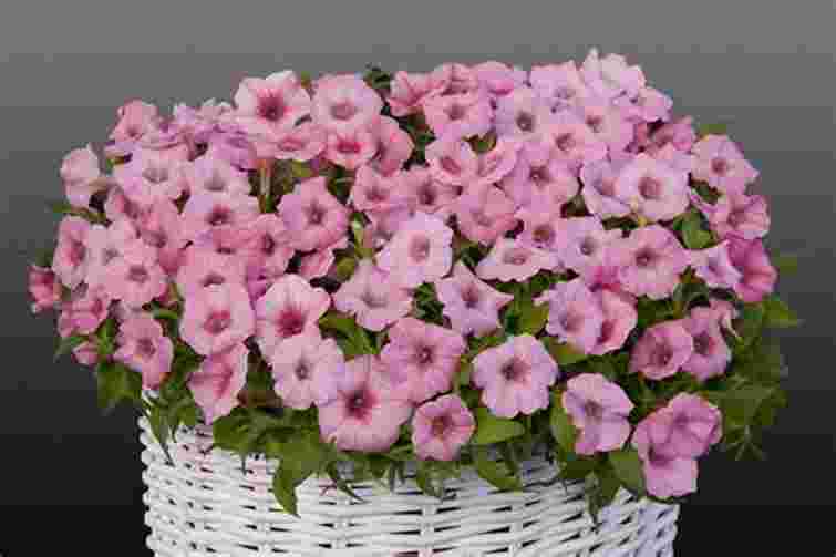 З однієї петунії отримаєте шість: простий спосіб розмножити кущ