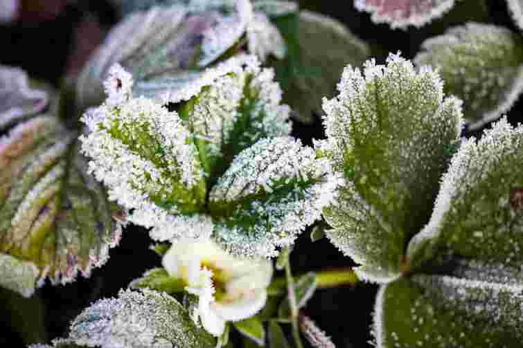 Порятунок полуниці від холодів: що зробити, щоб не втратити урожай

