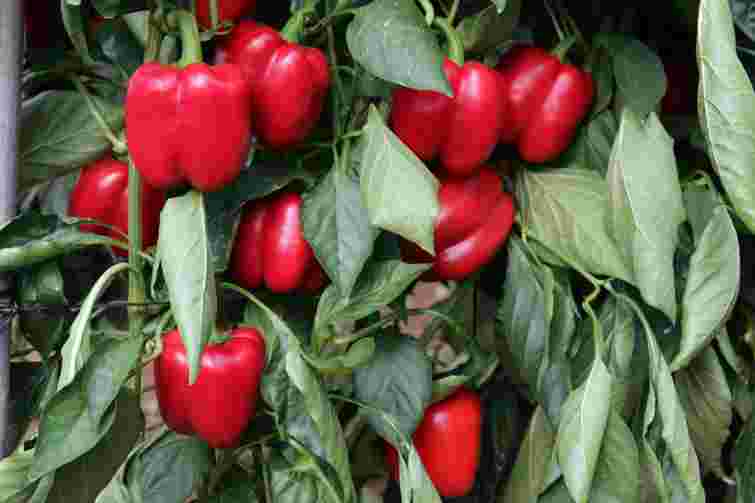 Від вибору насіння до зберігання плодів: як виростити великий і соковитий перець