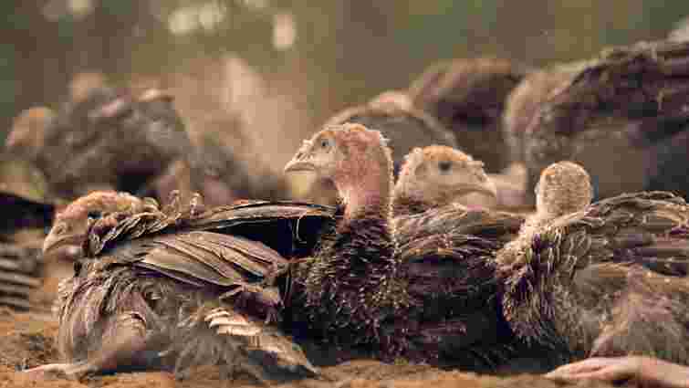 Вітаміни і антибактеріальні препарати: як треба доглядати індичат у перші дні