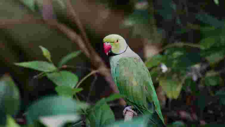 Ідеальні компаньйони, які не турбуватимуть сусідів: 8 найтихіших домашніх птахів
