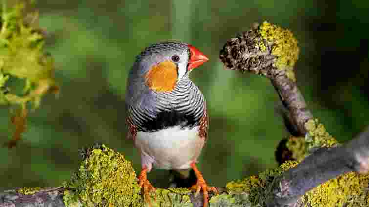 Невибагливі, але потребують простору: переваги та недоліки зебрових амадин Невибагливі, але потребують простору: переваги та недоліки зебрових амадин