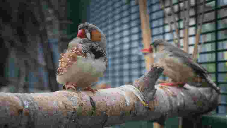 Не ручні, але люблять компанію: які умови потрібно забезпечити зебровим амадинам