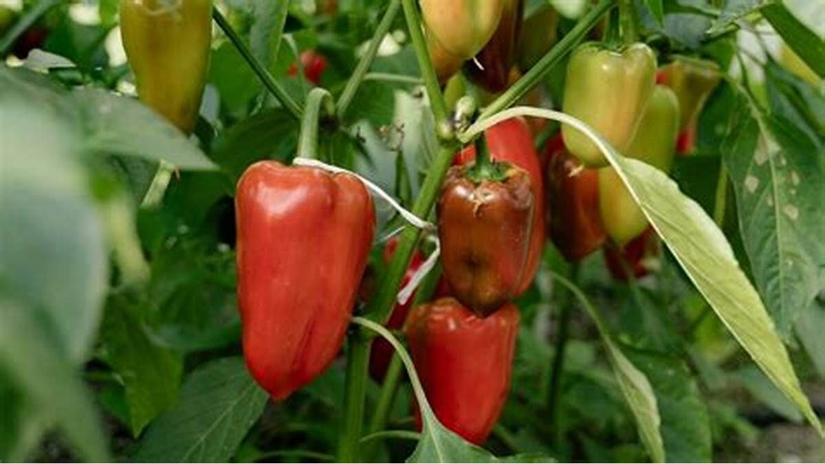 Навіть незначні помилки мають значення: чому перець не родить

