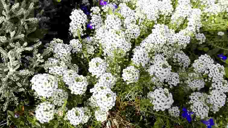 Радуватимуть до пізньої осені: топ-10 невибагливих квітів, які варто посадити саме у травні
