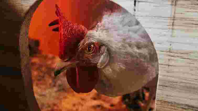 Це має знати кожен фермер: чи нестиметься курка без півня