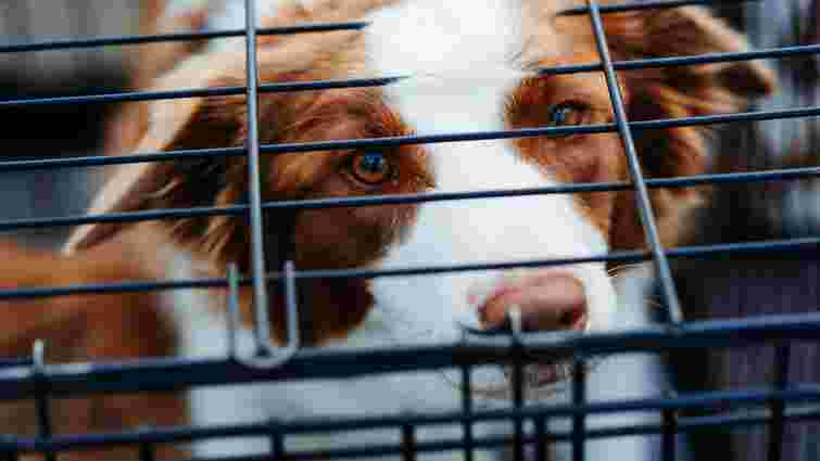 Налякане, засмучене, хоче уваги: чому цуценя плаче в клітці