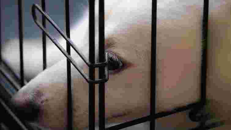 Безпечне місце: як навчити цуценя спокійно перебувати в клітці