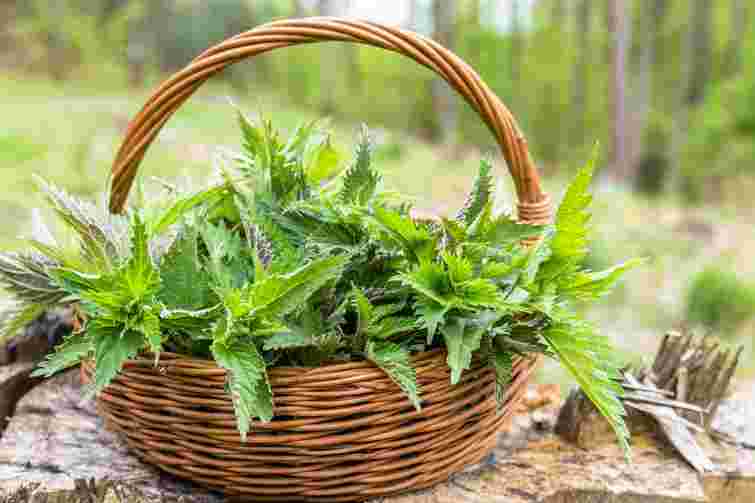 Доступне та екологічне добриво: навіщо підживлювати кропивою городину та квіти