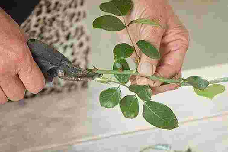 Друге життя для букета: як вкоренити троянди за допомогою звичайної губки