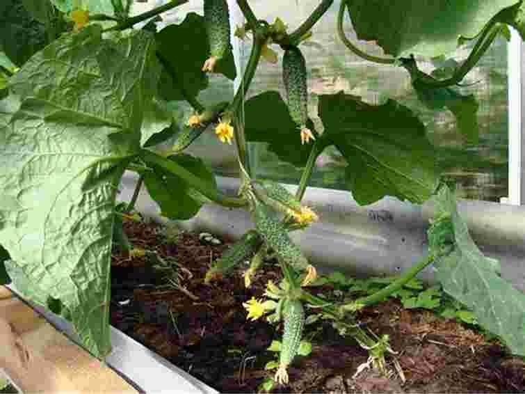 Це обовʼязково збільшить врожай: як формувати кущі огірків