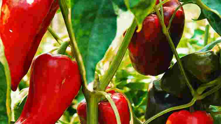 Перець віддячить щедрим урожаєм за це підживлення: рецепти добрив