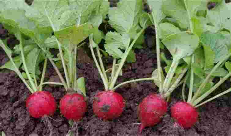 Негайно рятуйте урожай: що робити, якщо на редисці з'явилися дірки