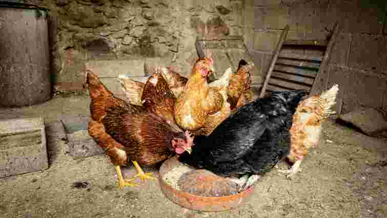 Курчата падають на ноги і не можуть піднятися: як уникнути проблеми і допомогти пташенятам