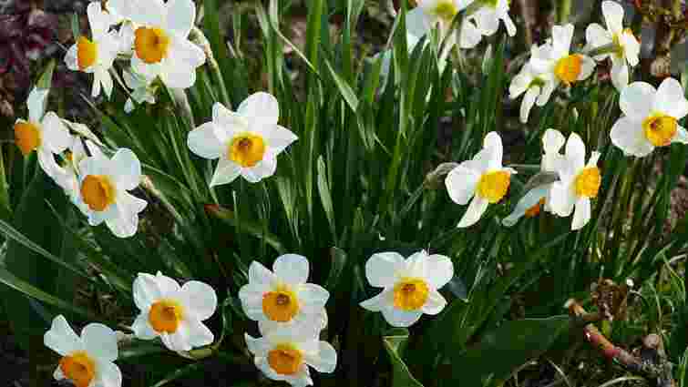 Що робити з нарцисами після цвітіння і куди подіти цибулини: викопувати чи залишати