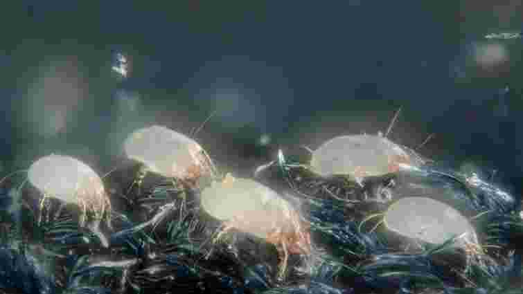 Зникнуть назавжди: 4 способи позбутися пилових кліщів вдома 