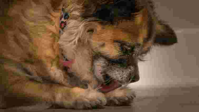 Собака лиже та гризе лапи: нормальна поведінка чи сигнал про проблему