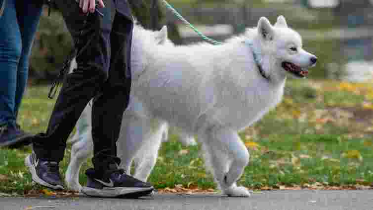 Як часто потрібно вигулювати собаку і від чого це залежить: поради для власників