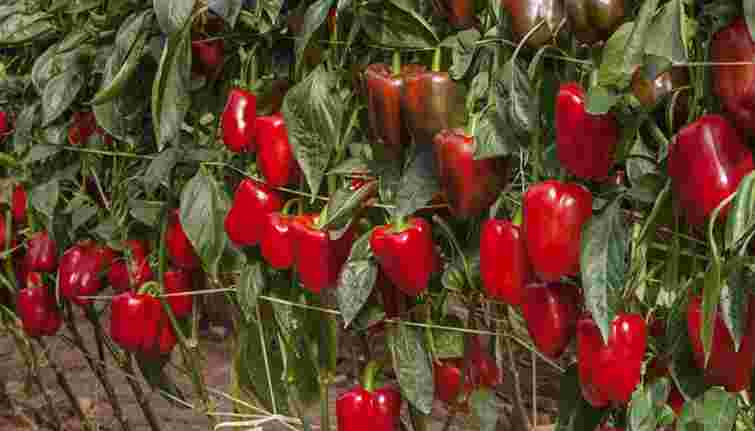 Перець буде великий і соковитий: 9 дієвих та ефективних порад з вирощування