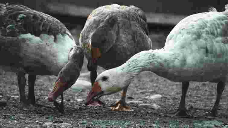 Це їх погубить: чим у жодному випадку не можна годувати гусей 
