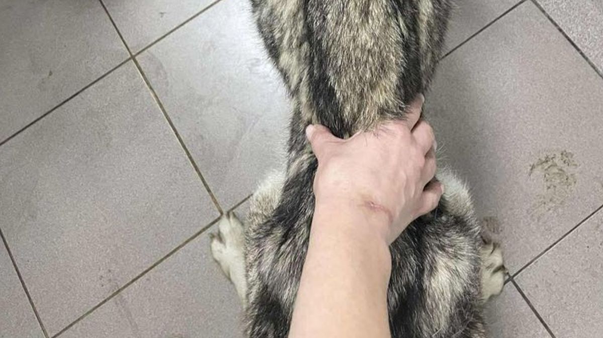 У Галичі у помешканні псевдоволонтерки знайшли пакети з мертвими собаками