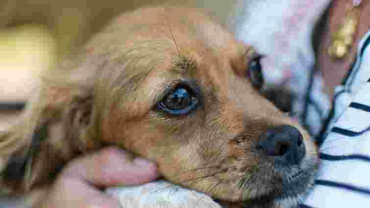 Як розпізнати у собаки панічну атаку і допомогти улюбленцю: поради фахівців