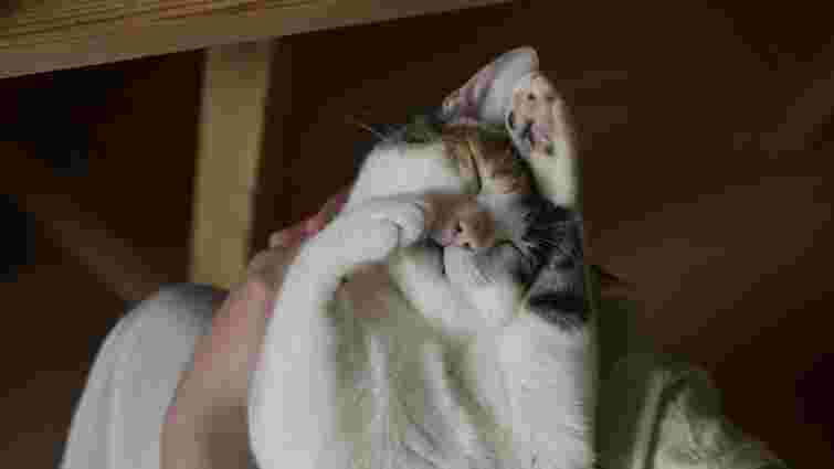 Свербіж, виразка, випадіння шерсті: як розпізнати алергію в котів і що робити 