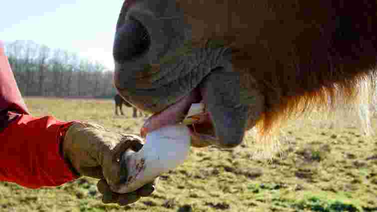 Це може зашкодити: які продукти не можна давати коням в жодному разі
