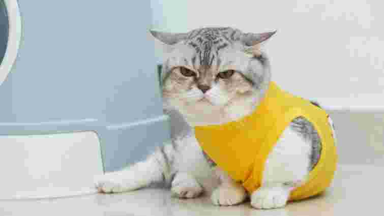 Будьте завжди поруч: як доглядати за кішкою після стерилізації 