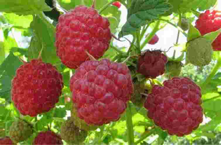 Дешево, екологічно й ефективно: чим можна підживити малину для рясного врожаю
