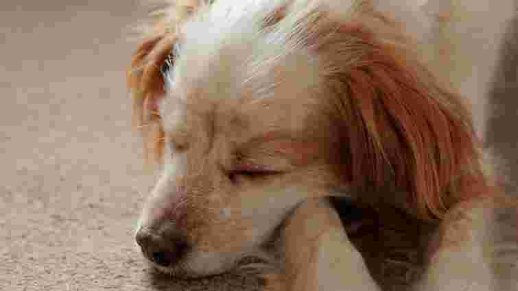 Чому собака гавкає уві сні і що з цим робити: пояснення