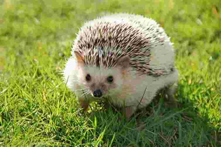 Прихована небезпека для рослин: як гуманно захистити сад від їжаків

