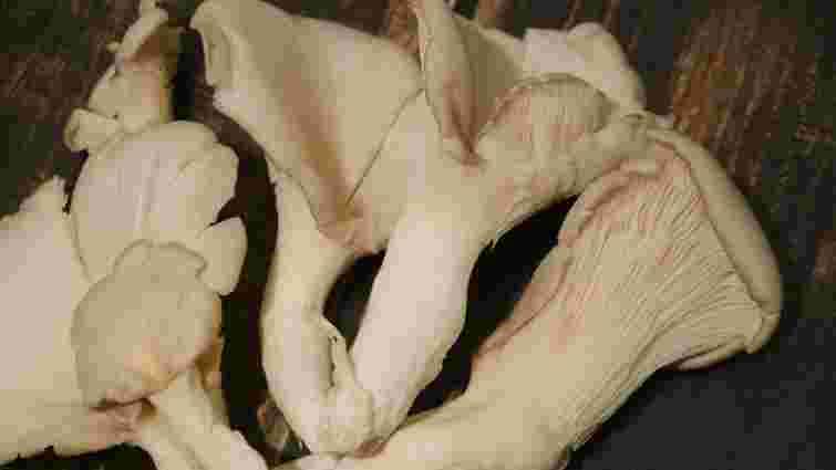 Як підготувати гливи до відварювання та правильно це зробити: кулінарні секрети