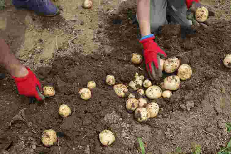 Що ви робите не так: 6 помилок під час вирощуванні картоплі, що коштують вам врожаю