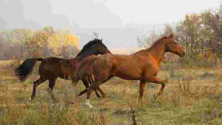 Як уберегти коня від укусів ґедзів та оводів: практичні поради