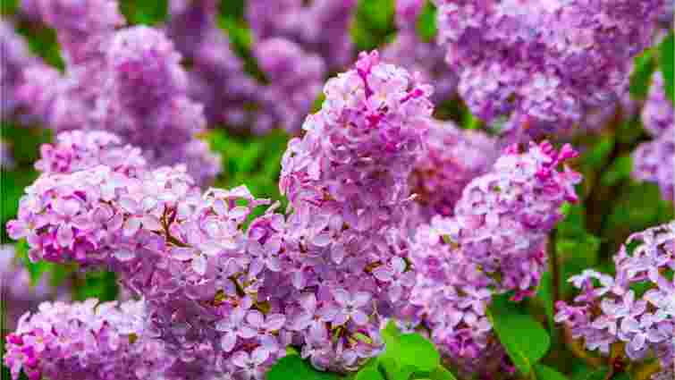 Коли розмножувати бузок живцями, щоб точно прижився: терміни та умови посадки