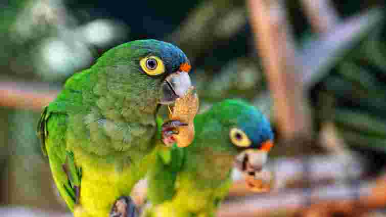 Чим можна побалувати папугу й інших домашніх птахів: смачні та поживні ласощі 