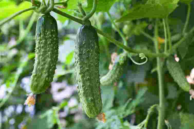 Нетипові помічники: як горох і вівсянка можуть покращити врожай огірків