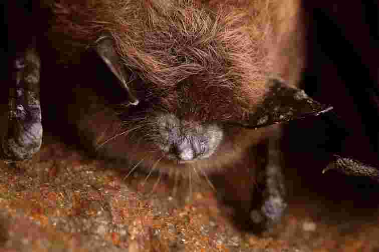 Печери Тернопільщини стали джерелом смертельного грибка для кажанів в США
