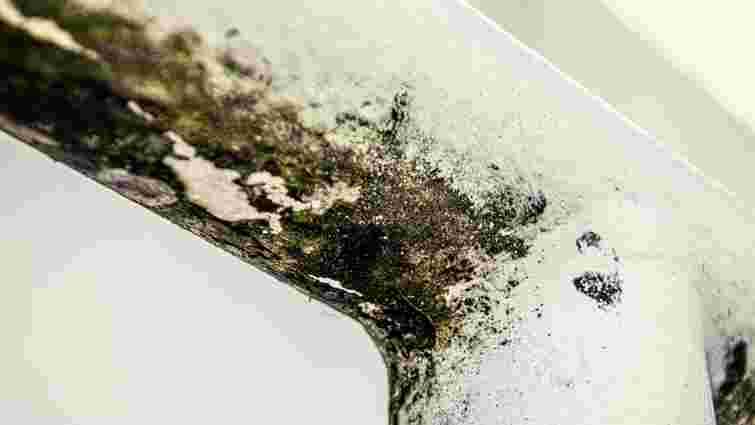 Як позбутися плісняви на вікнах: ефективні домашні засоби 