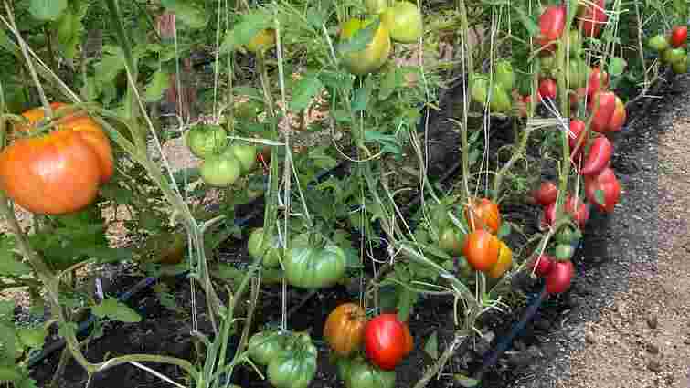 Чому помідори стають водянистими: поширена помилка серед городників