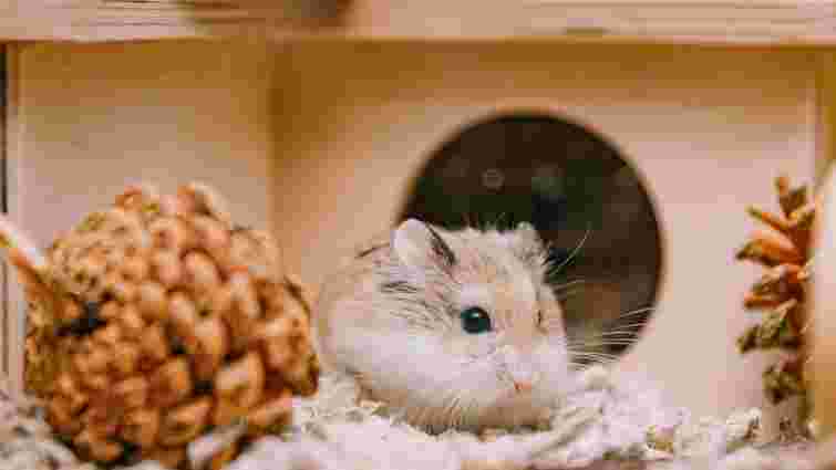 Що робити, якщо хом’як кусається: поради для власників 