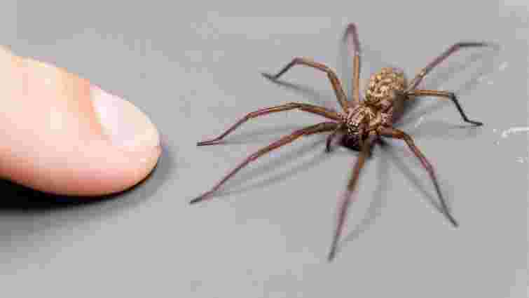 Не поспішайте вбивати цього павука, якщо помітили його у своєму домі