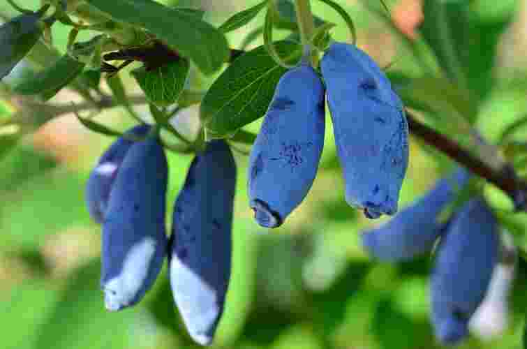 Смачніша за чорницю і майже не потребує догляду: ідеальний ягідний кущ для саду