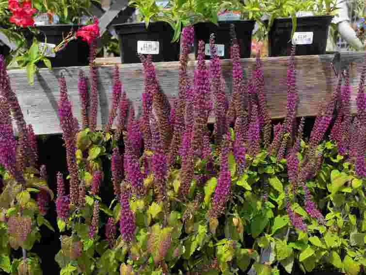 Альтернатива лаванді: невибаглива рослина, що цвіте з весни до осені