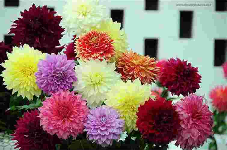 Найкращий час для жоржин: посадіть їх зараз, щоб цвіли пишно і довго