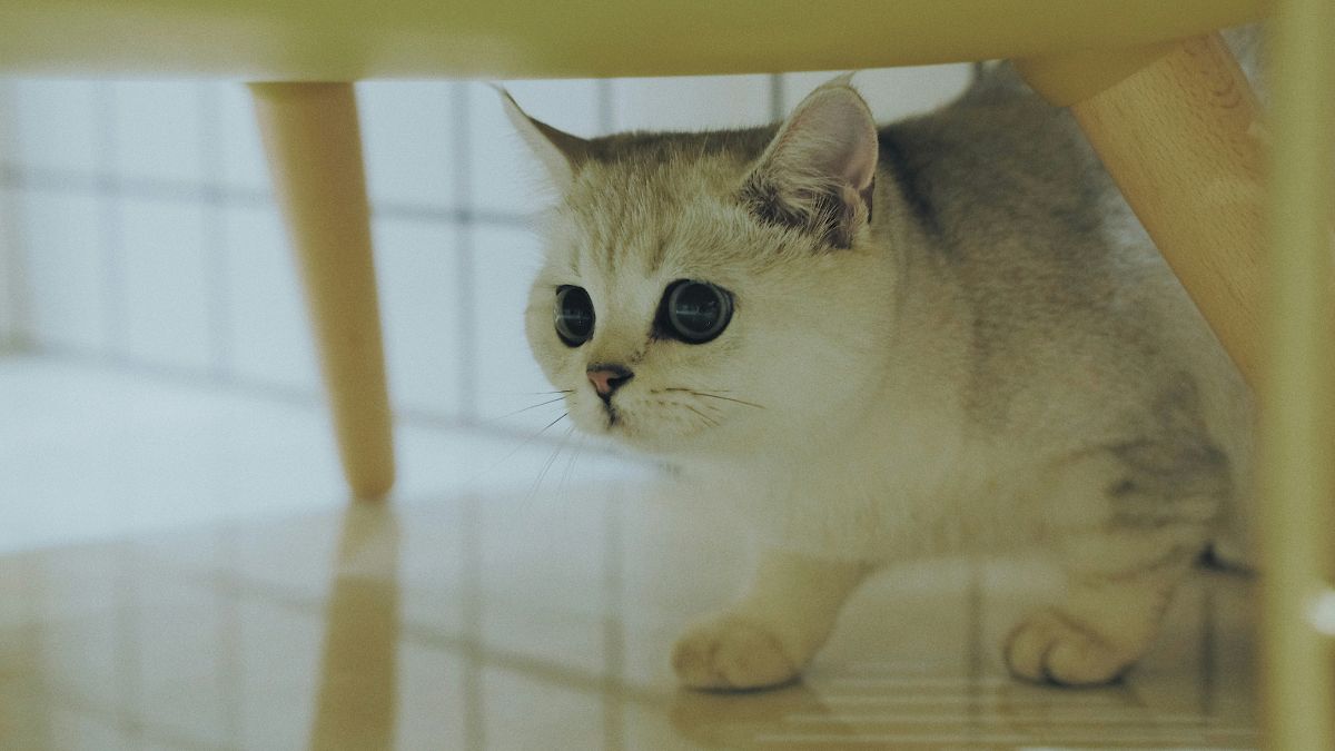 Кіт боїться гостей: як допомогти улюбленцю адаптуватися і позбутися страху
