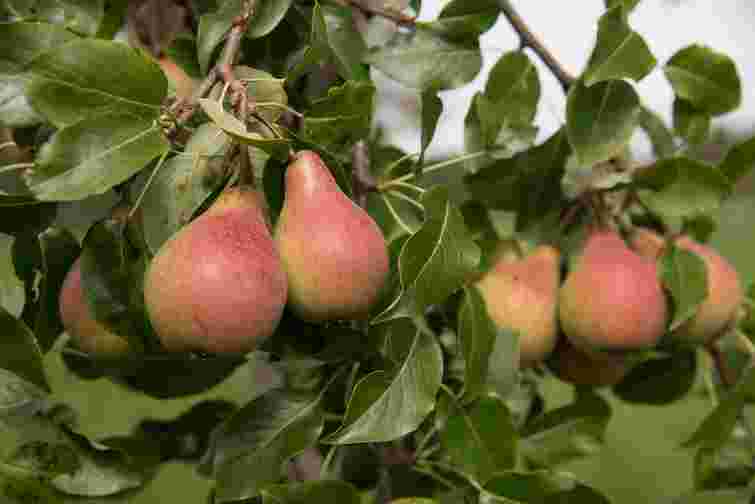 Груша перестала родити: 6 поширених помилок і як їх виправити